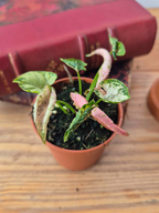 Syngonium podophyllum 'Godzilla Pink'