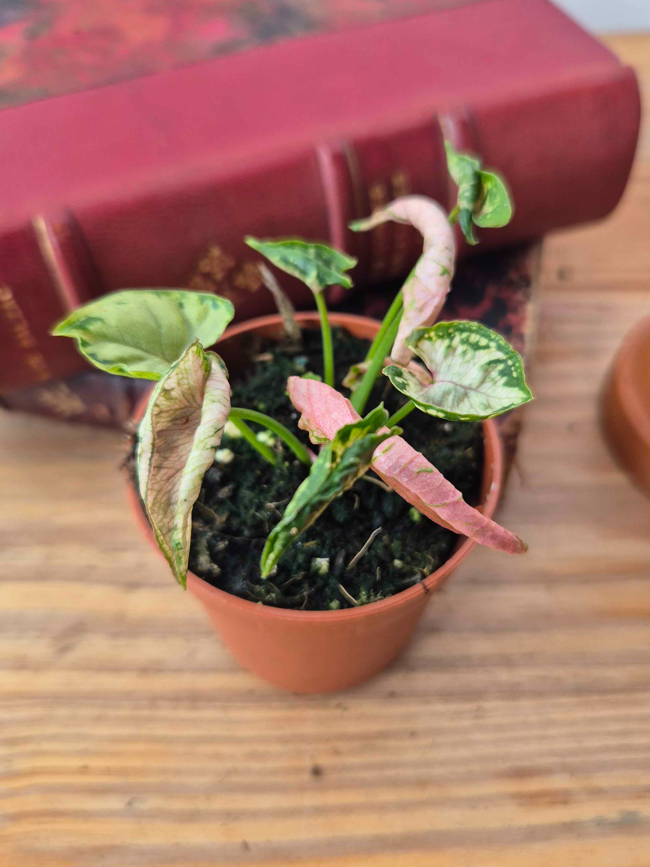 Syngonium 'Godzilla Pink'