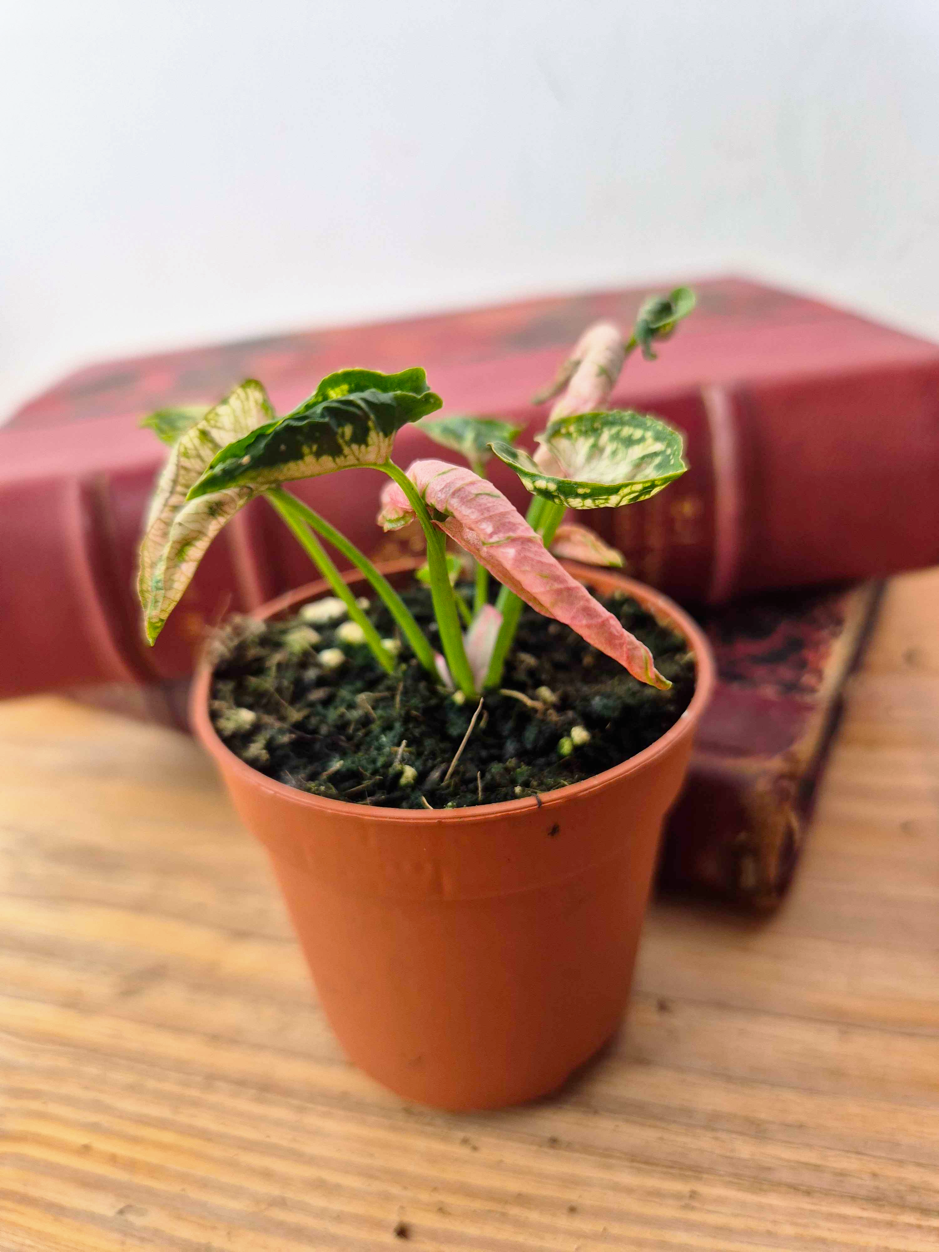 Syngonium 'Godzilla Pink'