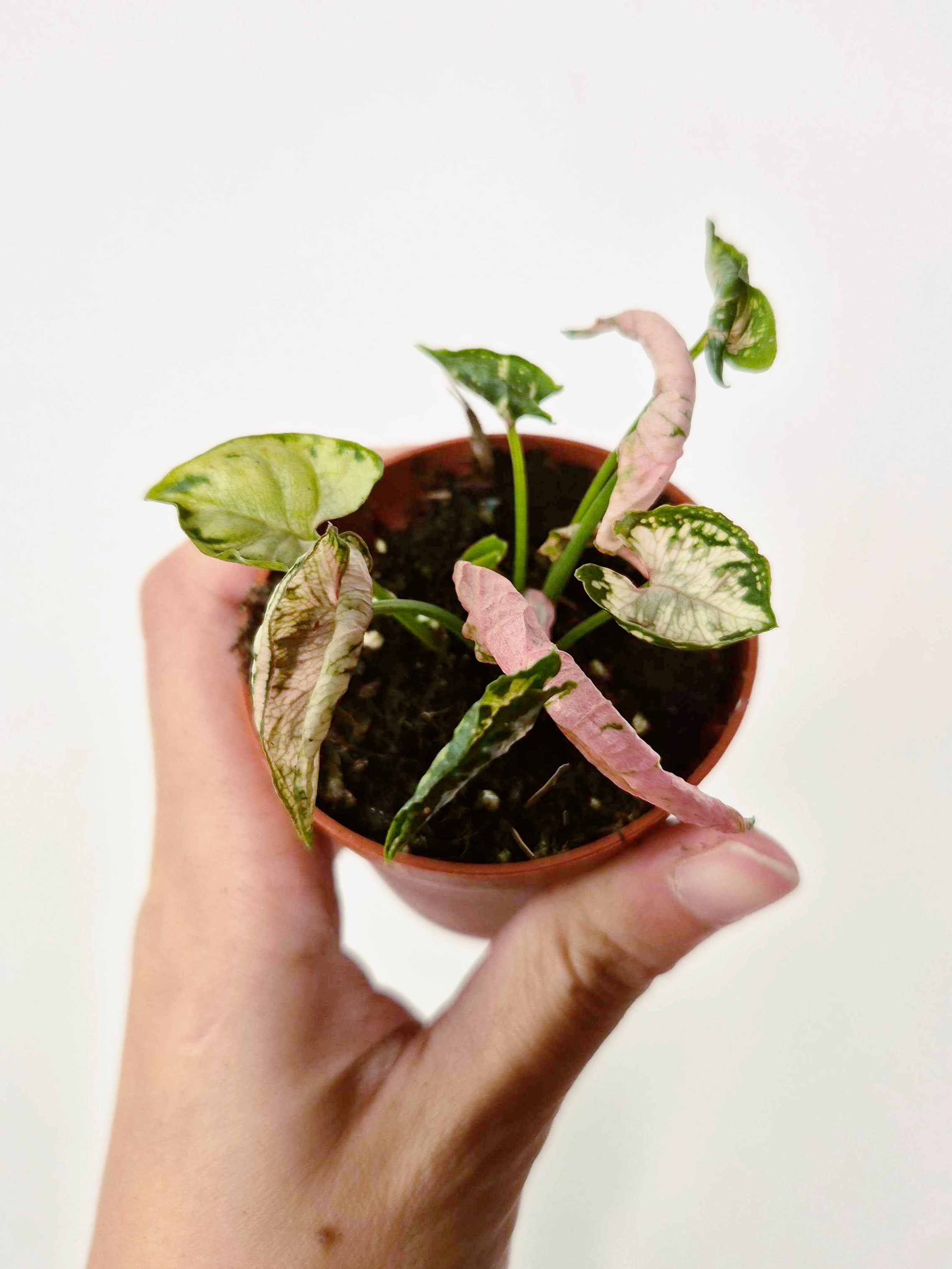 Syngonium 'Godzilla Pink'