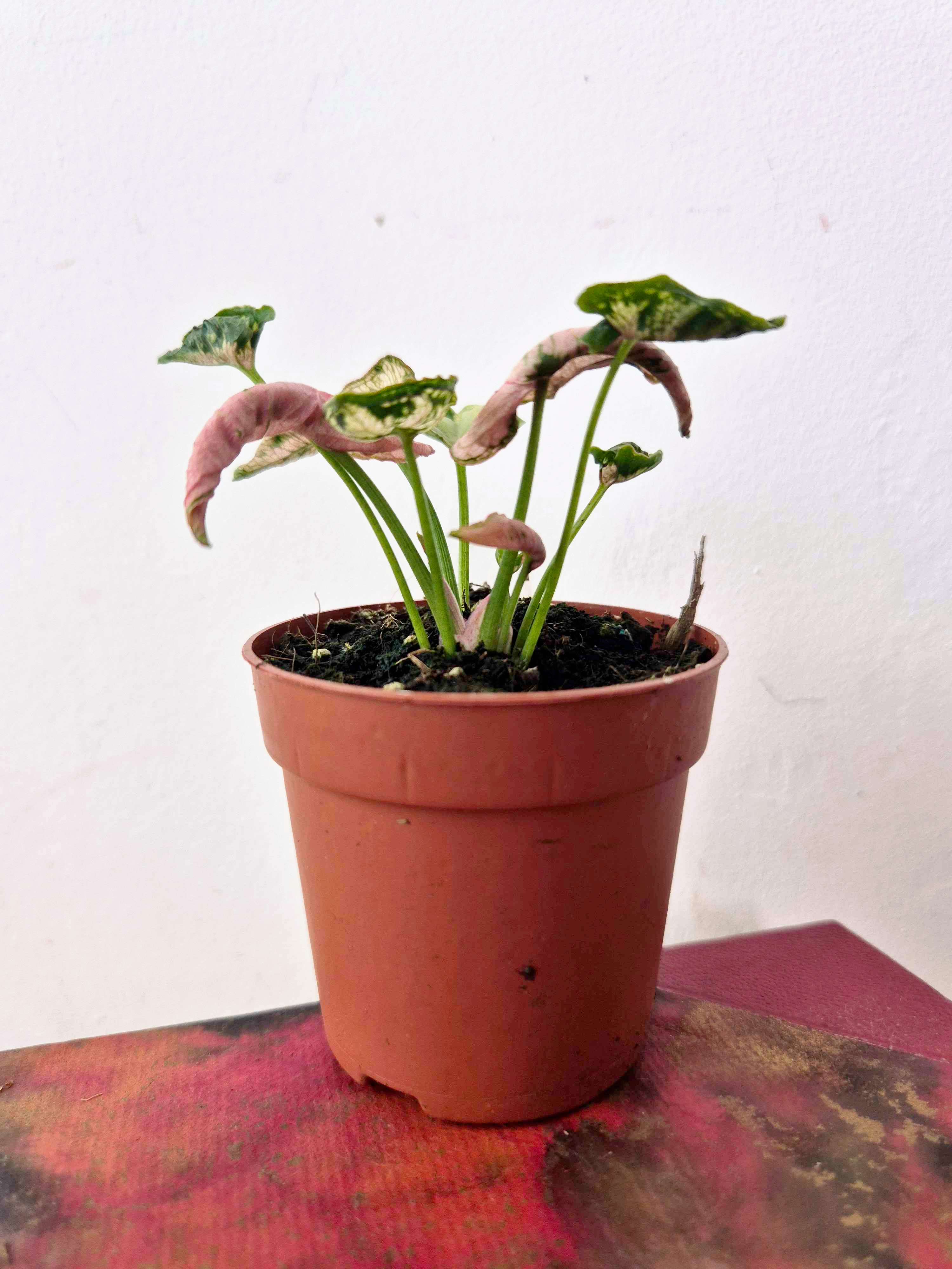 Syngonium 'Godzilla Pink'