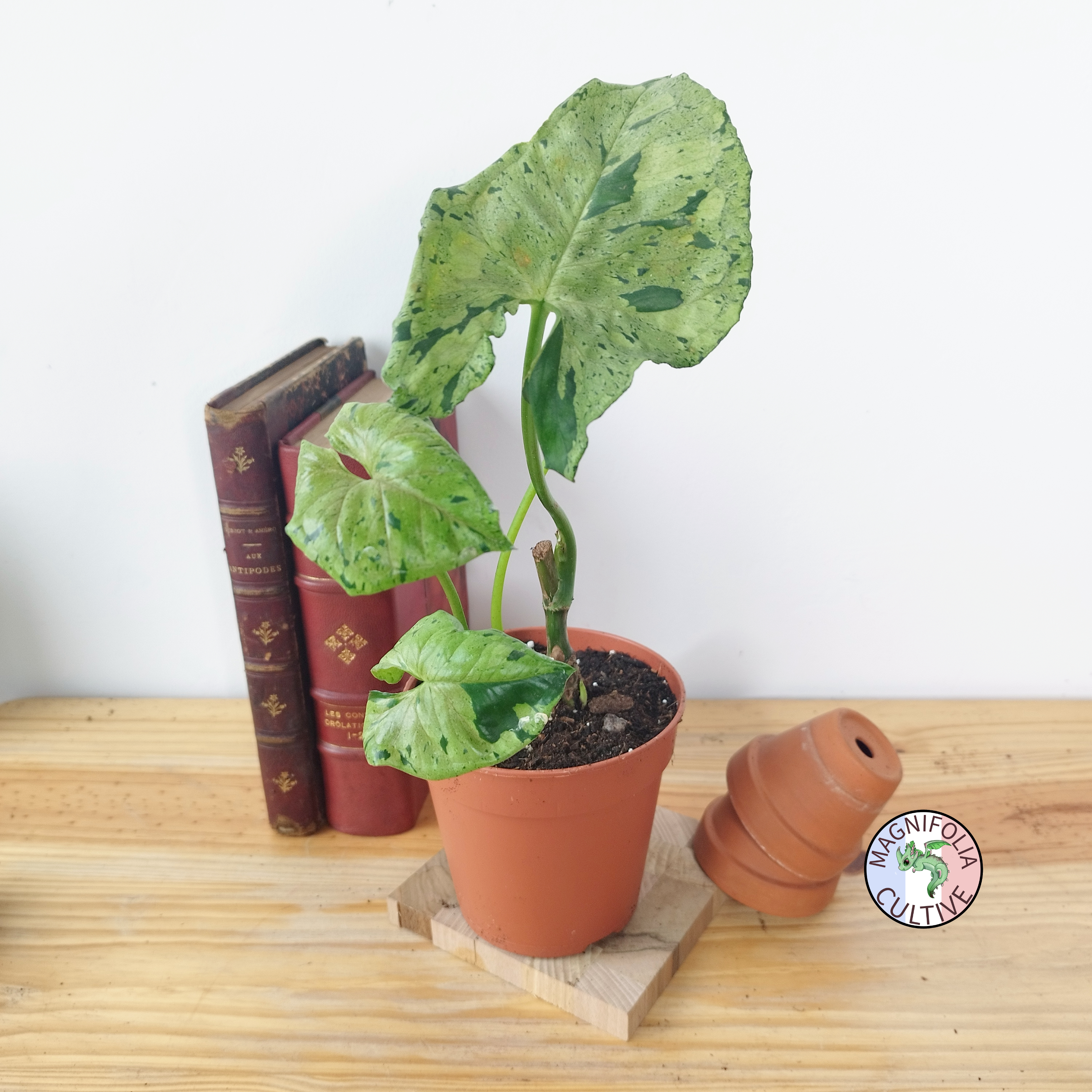 Syngonium podophyllum  'Grey Ghost'