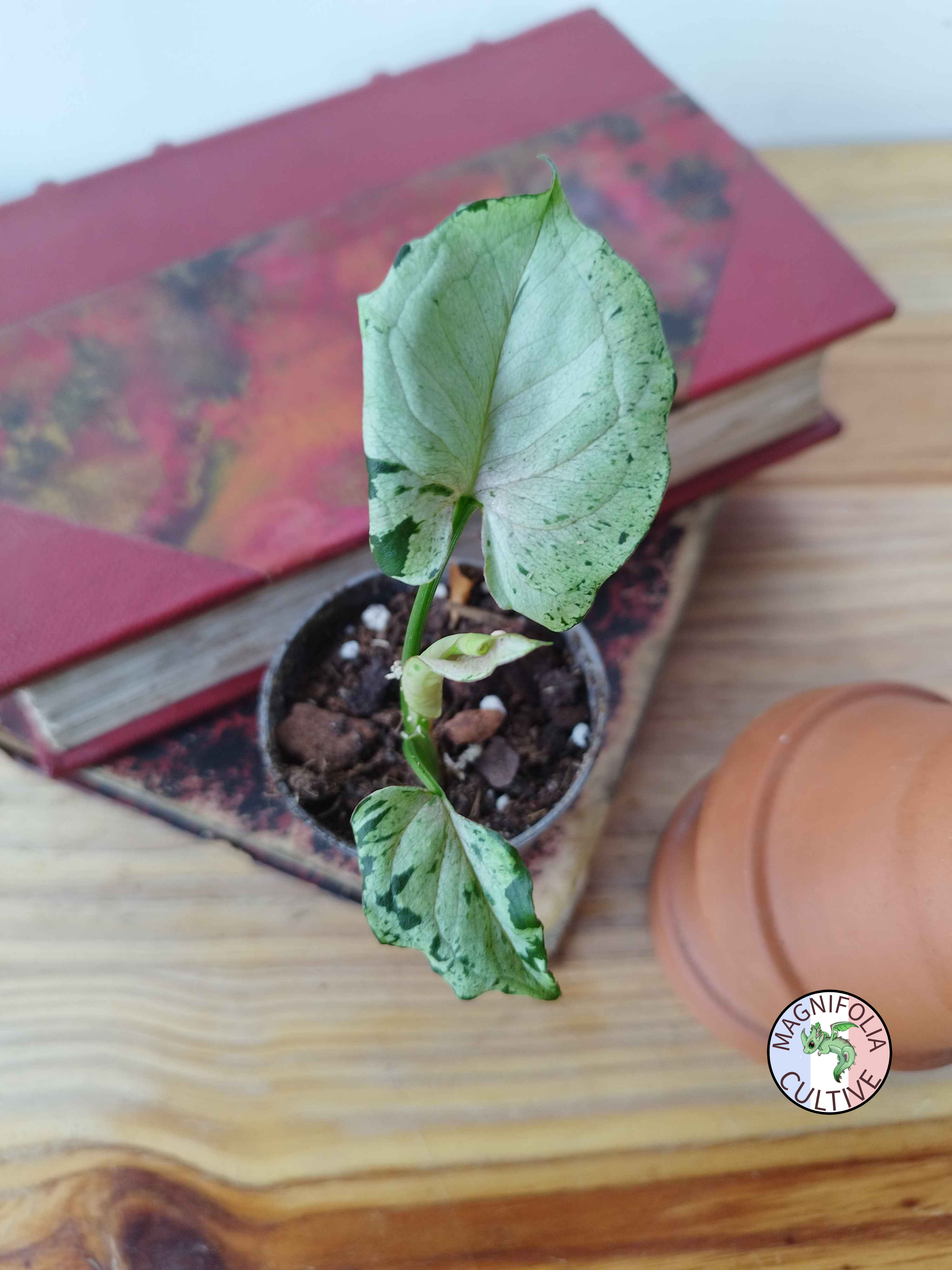 Syngonium podophyllum  'Grey Ghost'