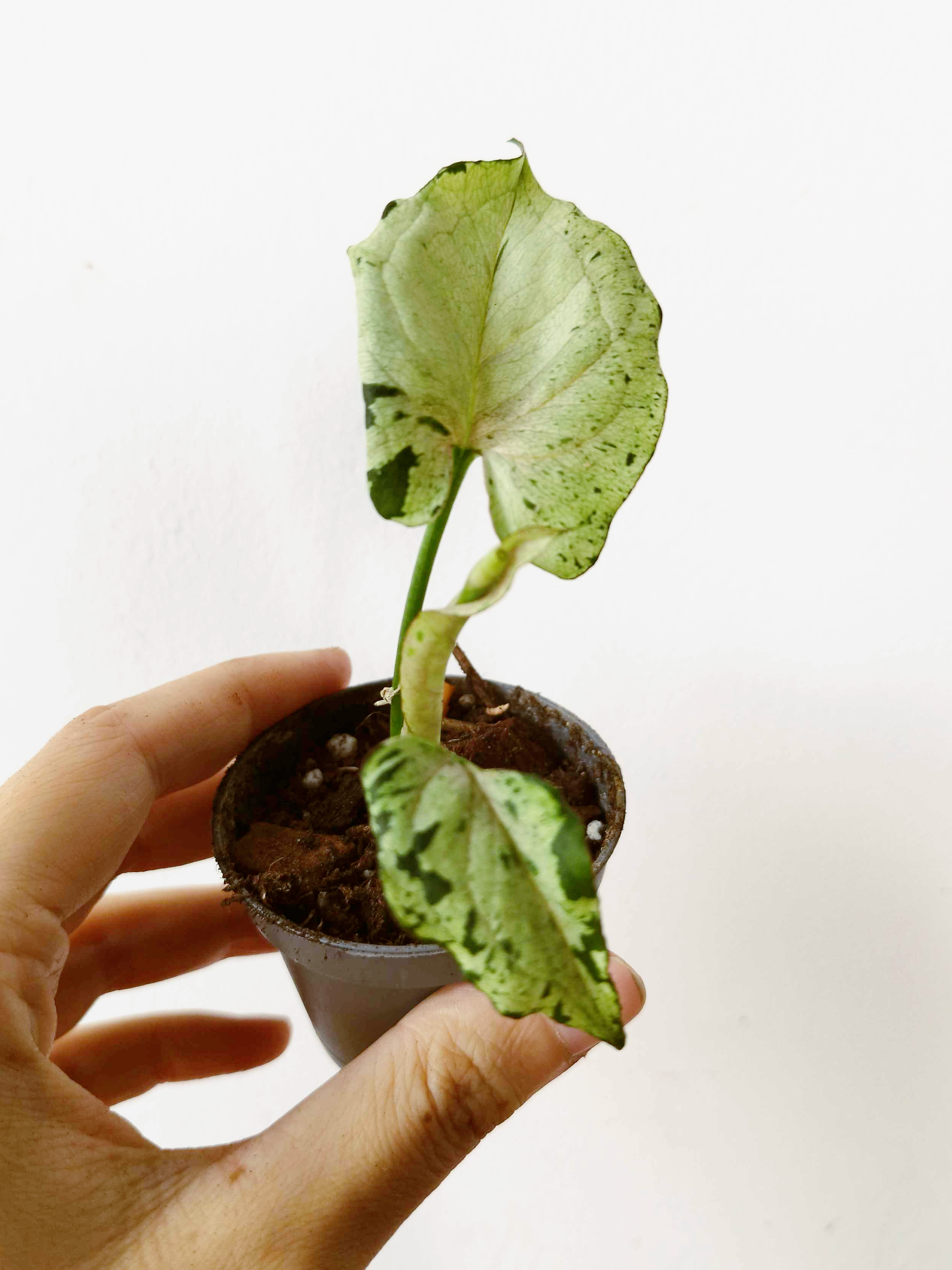 Syngonium podophyllum  'Grey Ghost'