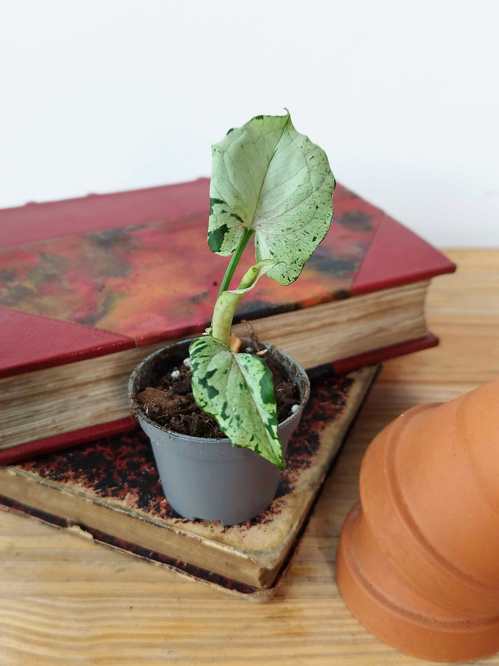 Syngonium podophyllum  'Grey Ghost'