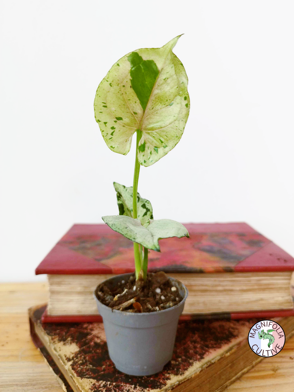 Syngonium podophyllum  'Grey Ghost'