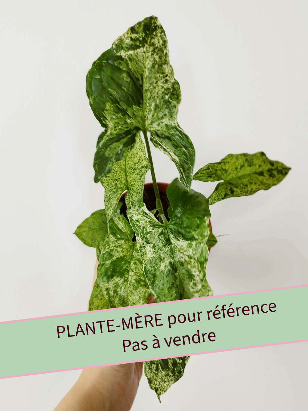 Syngonium podophyllum 'Mojito'