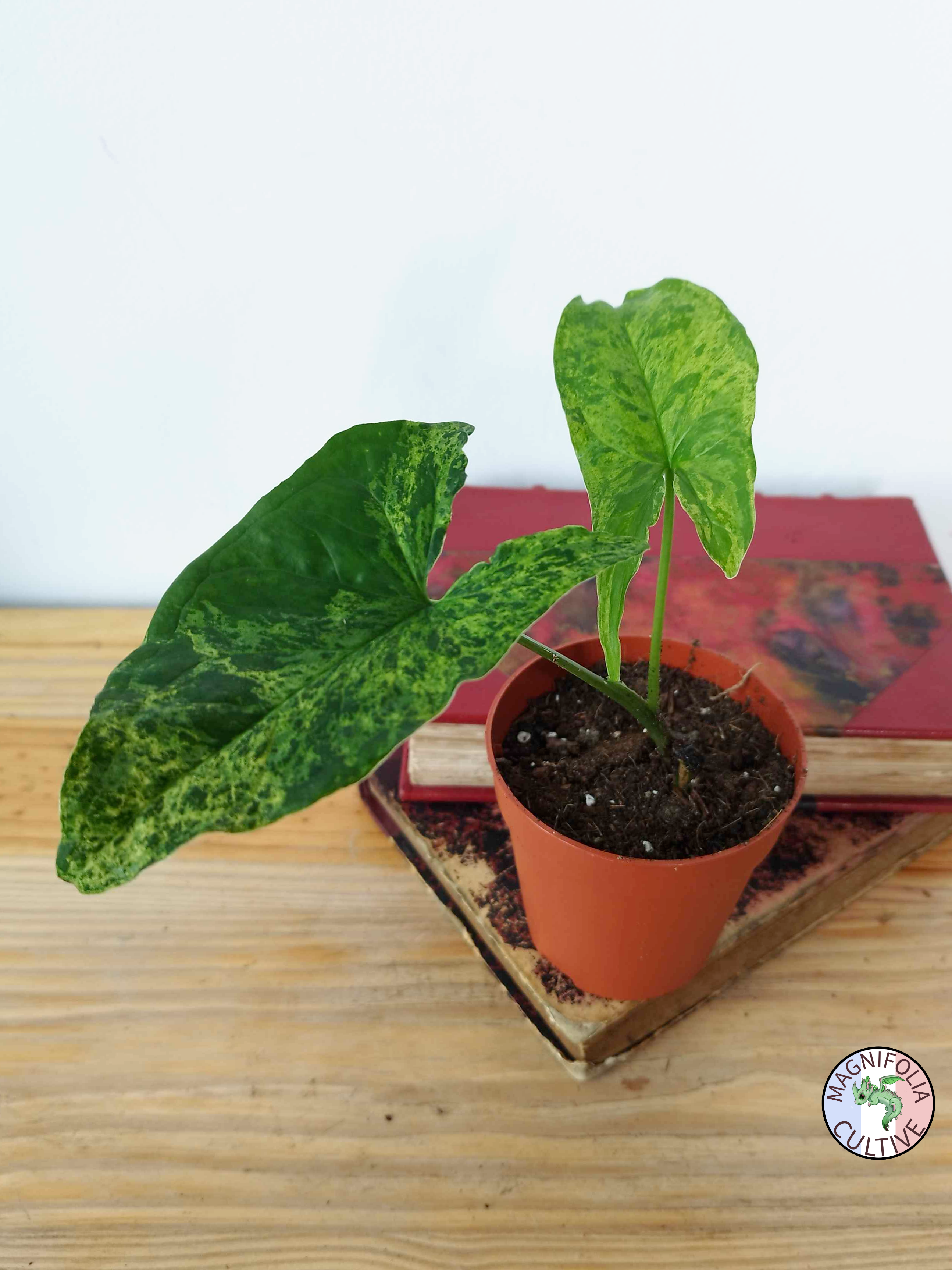 Syngonium podophyllum 'Mojito'