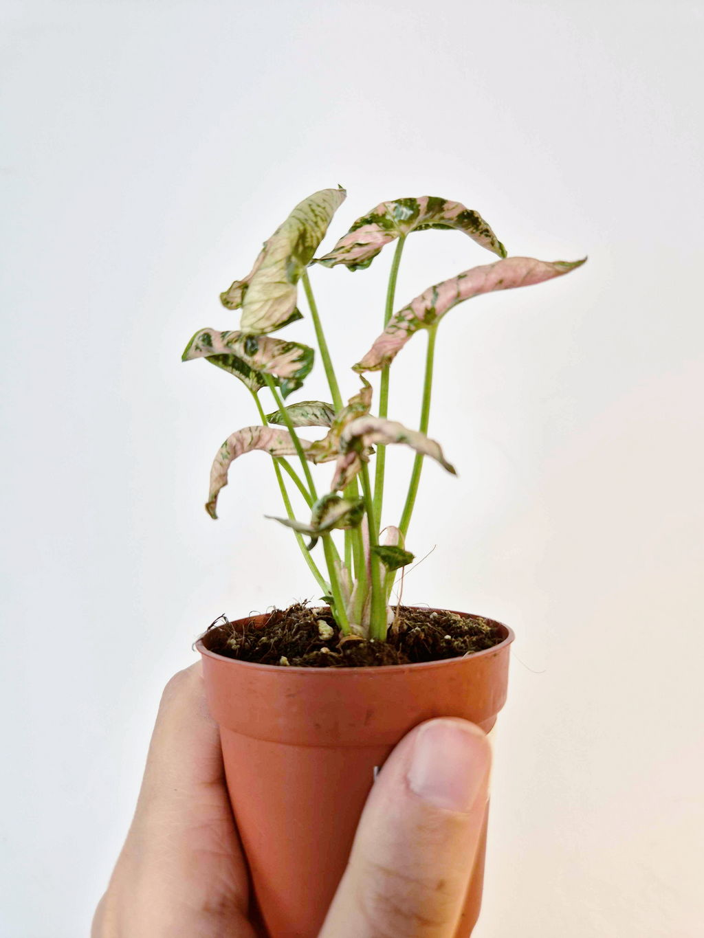 Syngonium podophyllum 'Godzilla Pink'