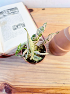 Syngonium podophyllum 'Godzilla Pink'