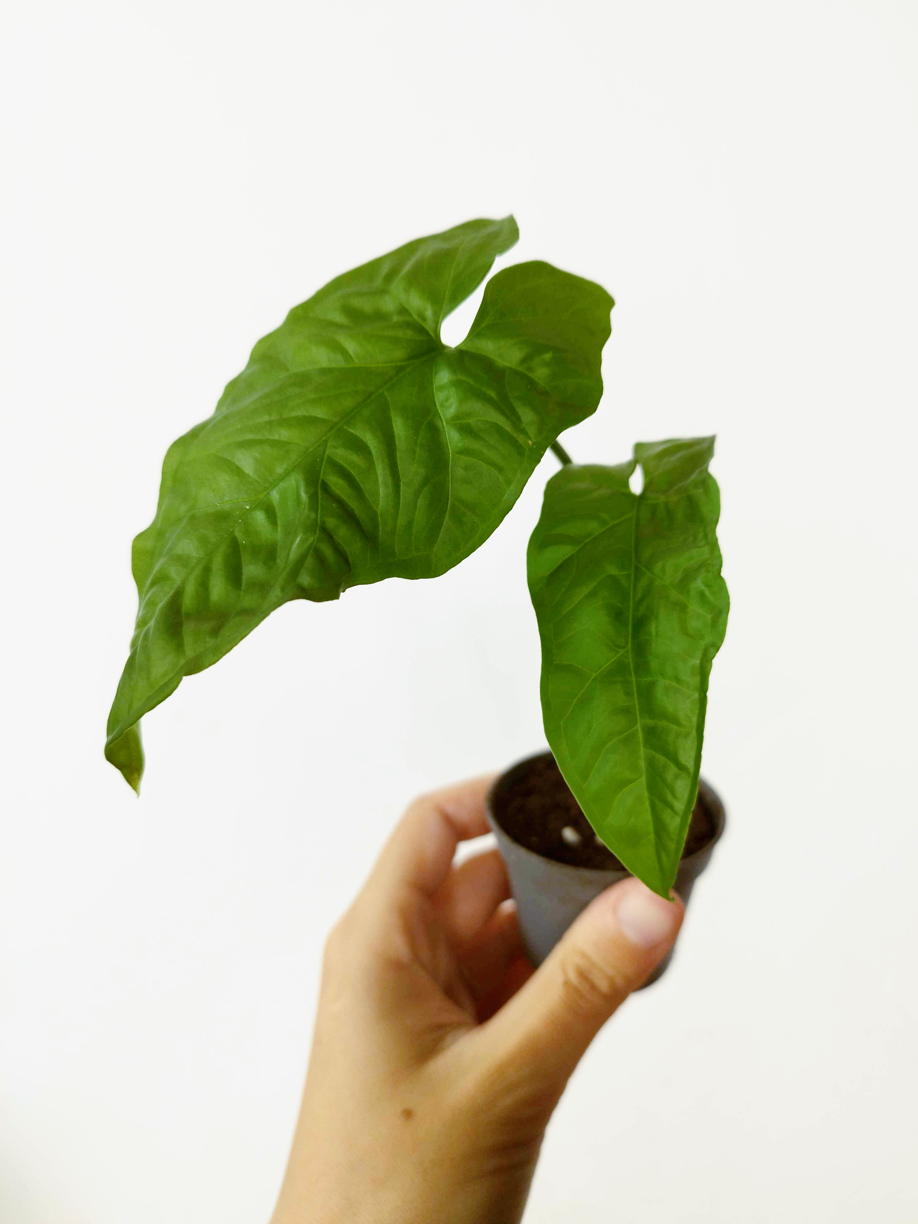 Syngonium steyermarkii