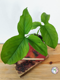 Syngonium podophyllum 'Three Leaf'