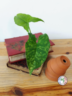 Syngonium podophyllum 'Mojito'