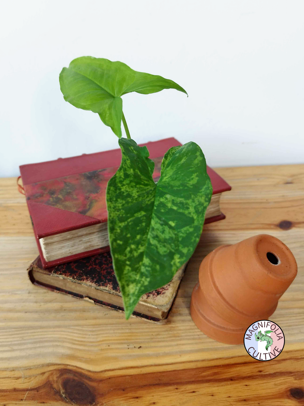 Syngonium podophyllum 'Mojito'