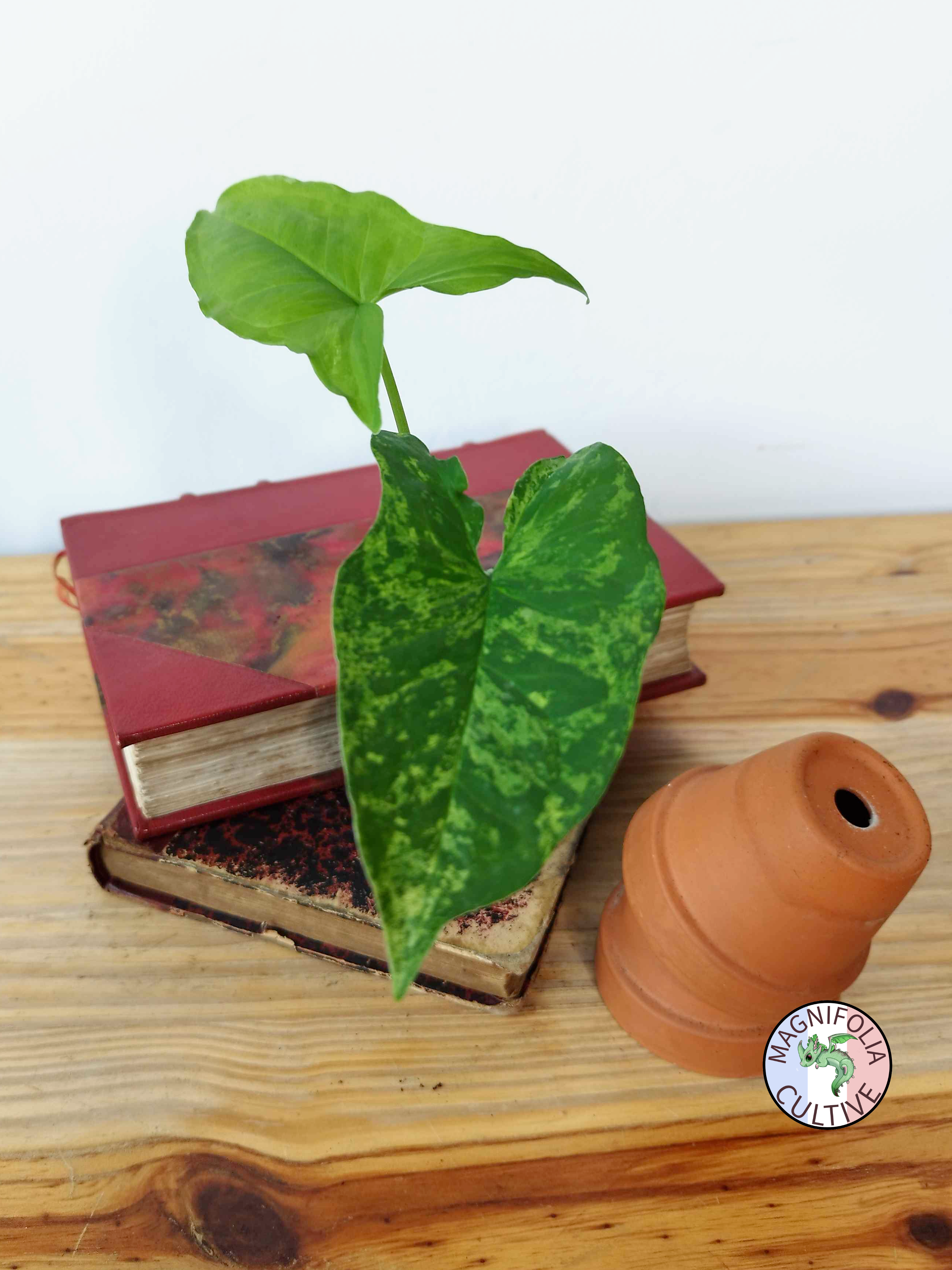 Syngonium podophyllum 'Mojito'