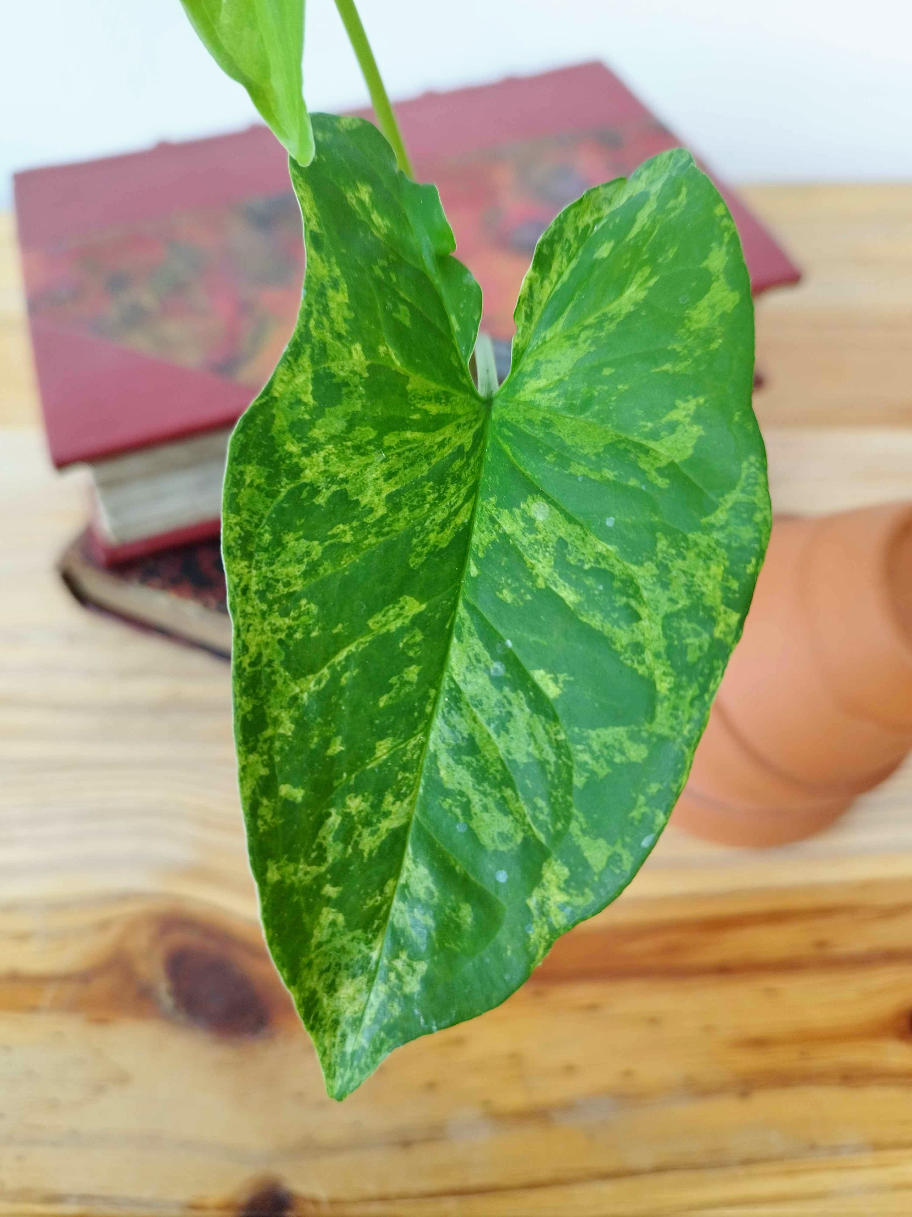 Syngonium podophyllum 'Mojito'
