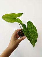 Syngonium podophyllum 'Mojito'
