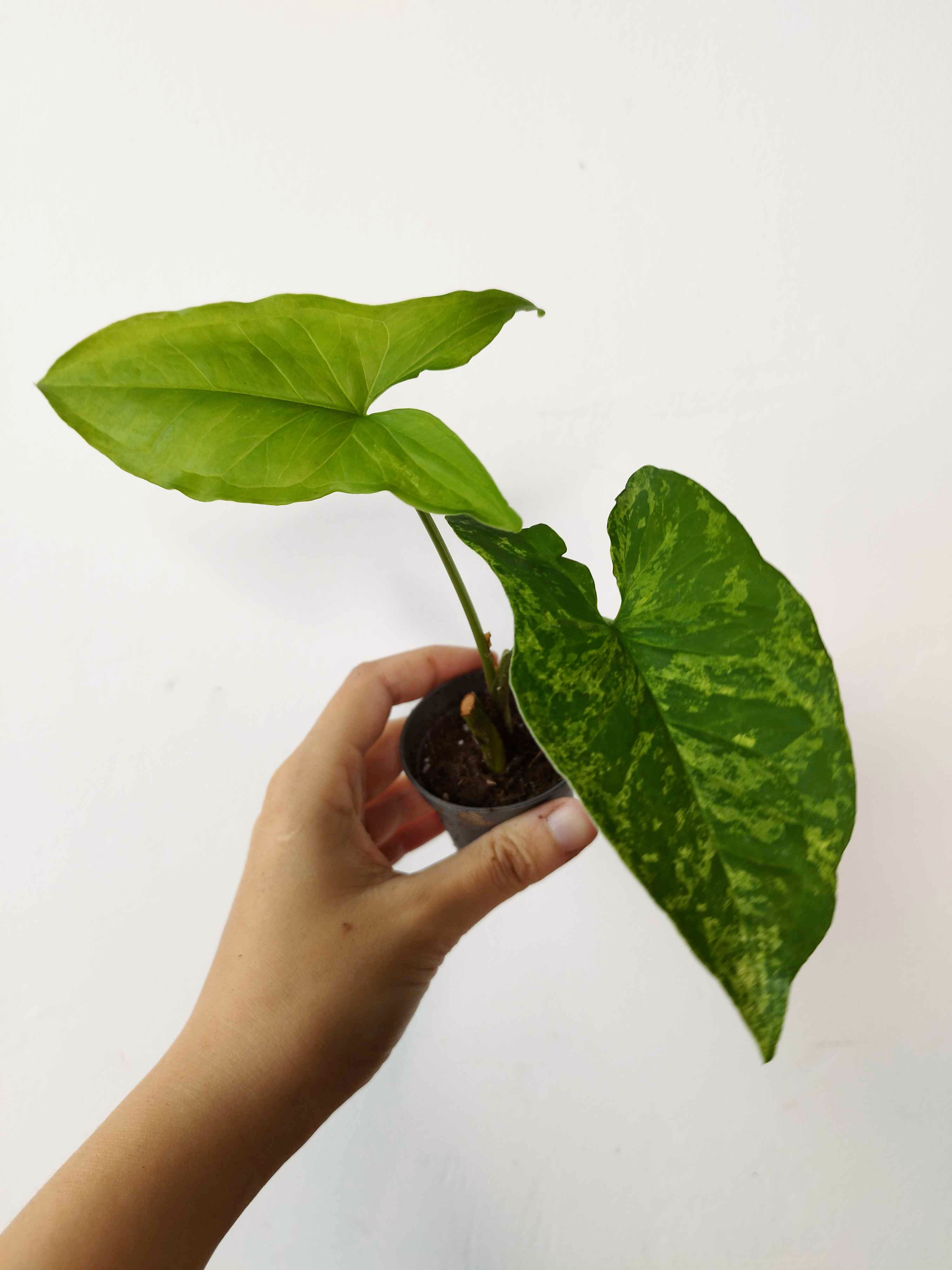 Syngonium podophyllum 'Mojito'
