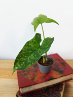 Syngonium podophyllum 'Mojito'