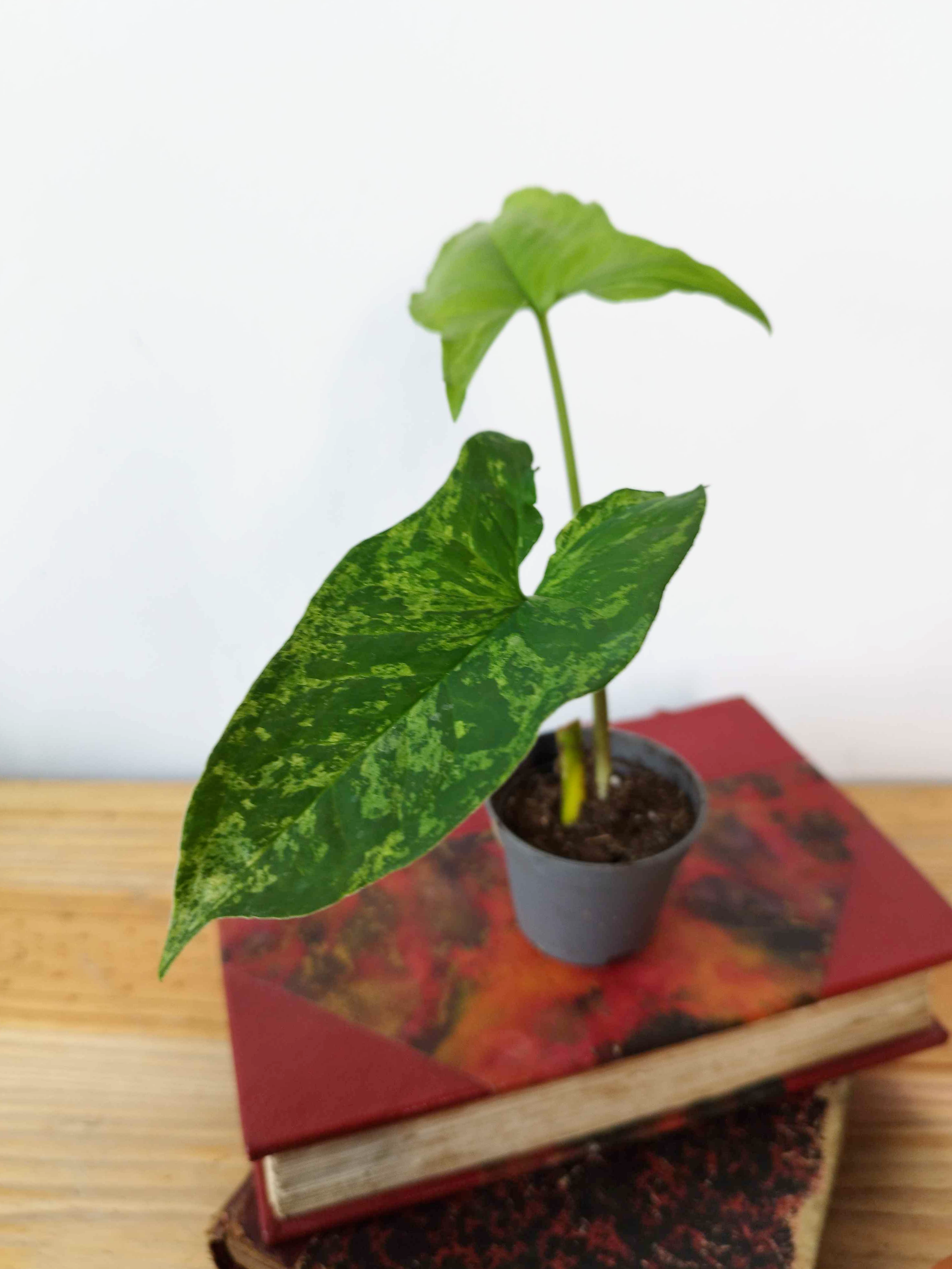 Syngonium podophyllum 'Mojito'