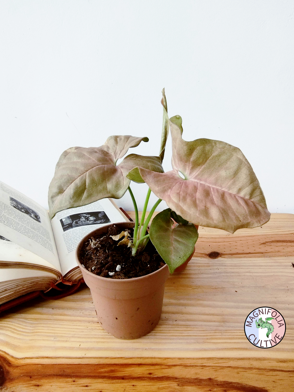 Syngonium podophyllum 'Neon Robusta'