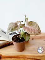 Syngonium podophyllum 'Neon Robusta'