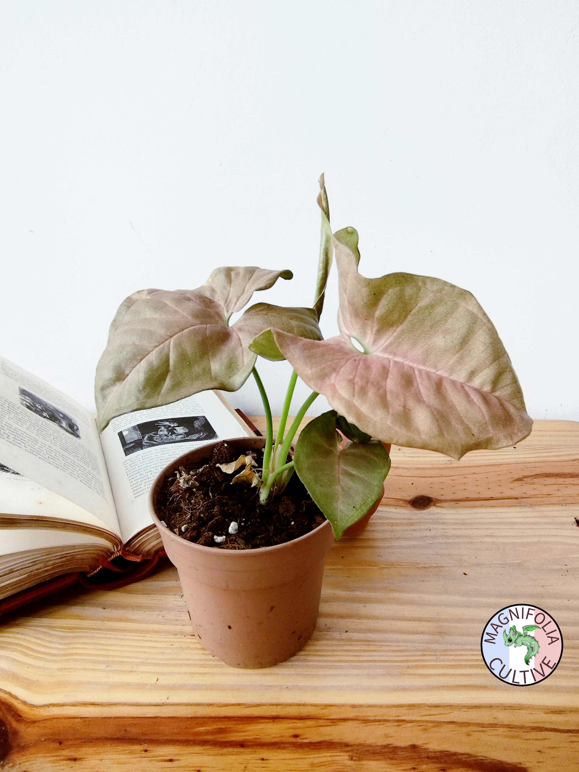 Syngonium podophyllum 'Neon Robusta'