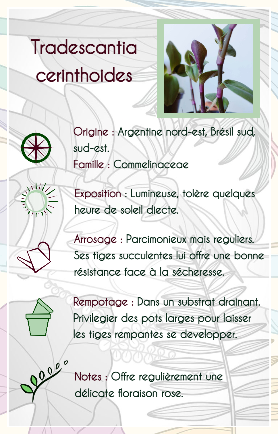 Tradescantia cerinthoides 'Red Hill'