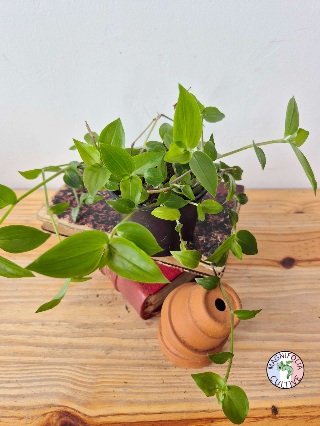 Tradescantia fluminensis