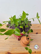 Tradescantia fluminensis