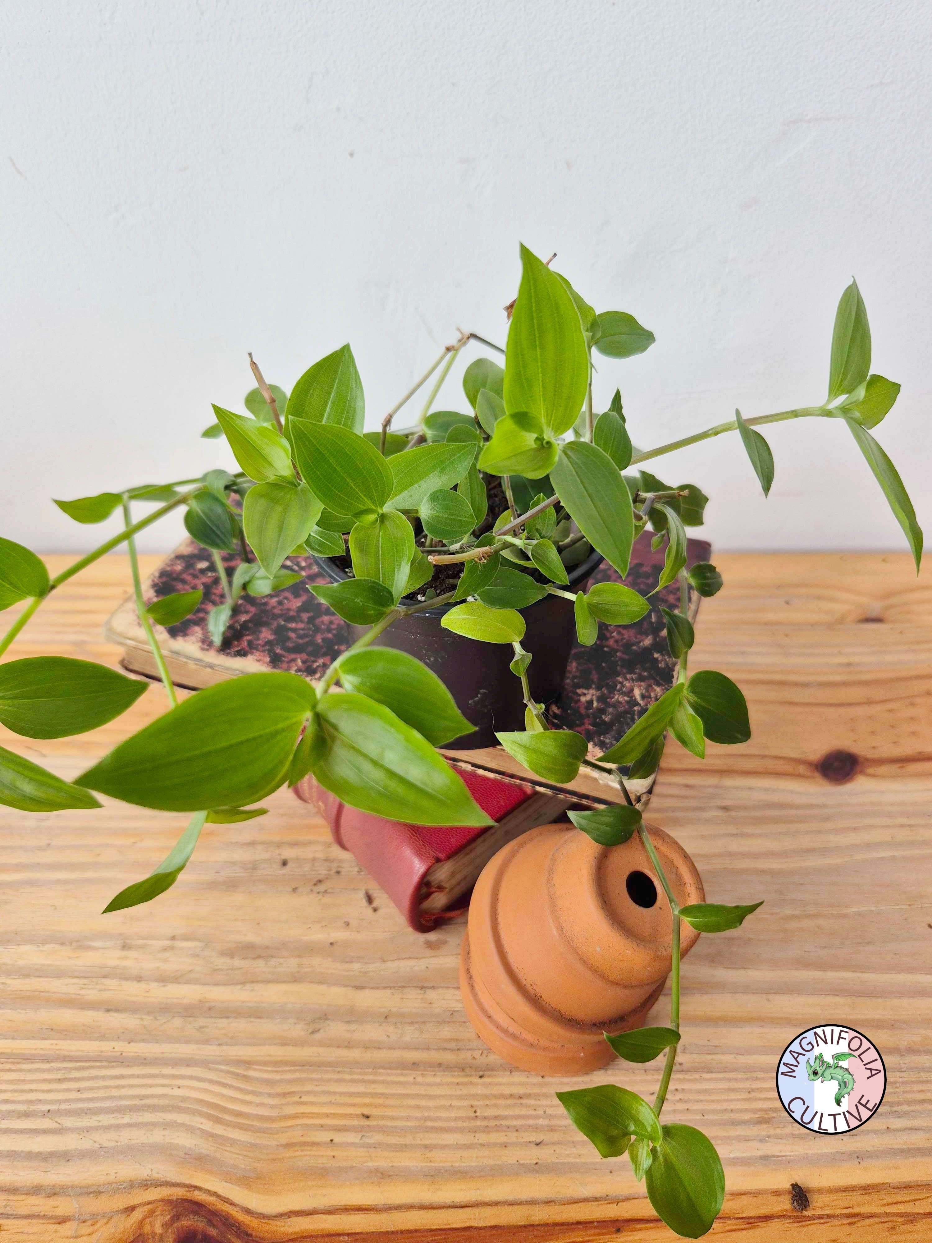 Tradescantia fluminensis