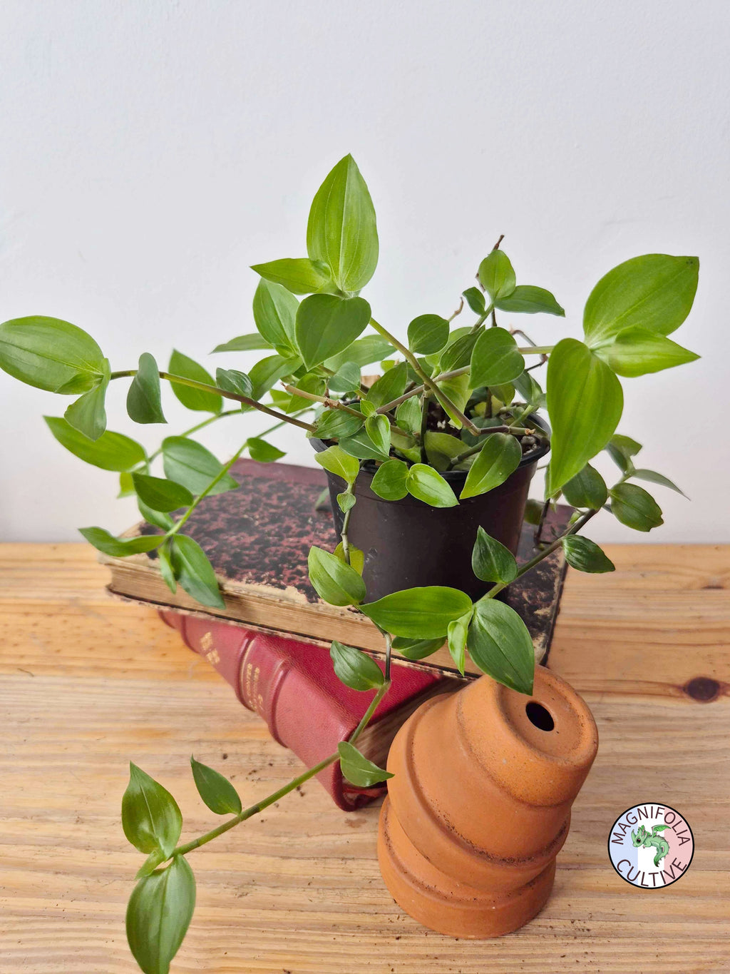 Tradescantia fluminensis