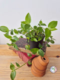 Tradescantia fluminensis