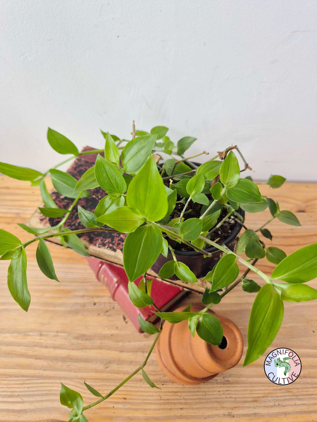 Tradescantia fluminensis