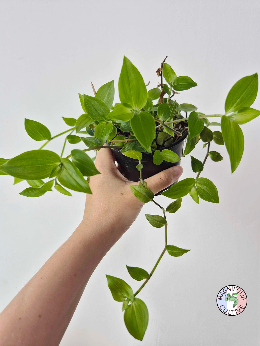 Tradescantia fluminensis