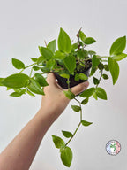 Tradescantia fluminensis