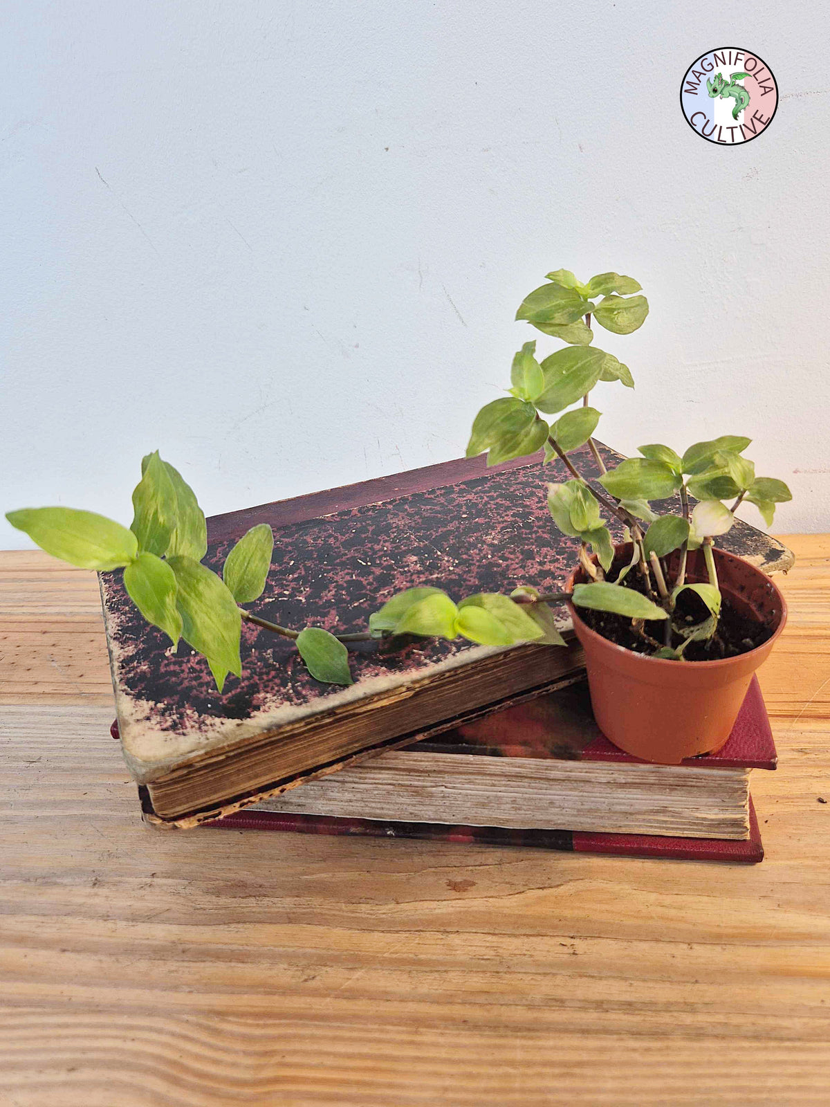 Tradescantia fluminensis