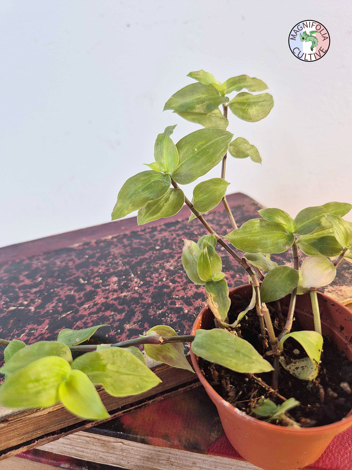 Tradescantia fluminensis