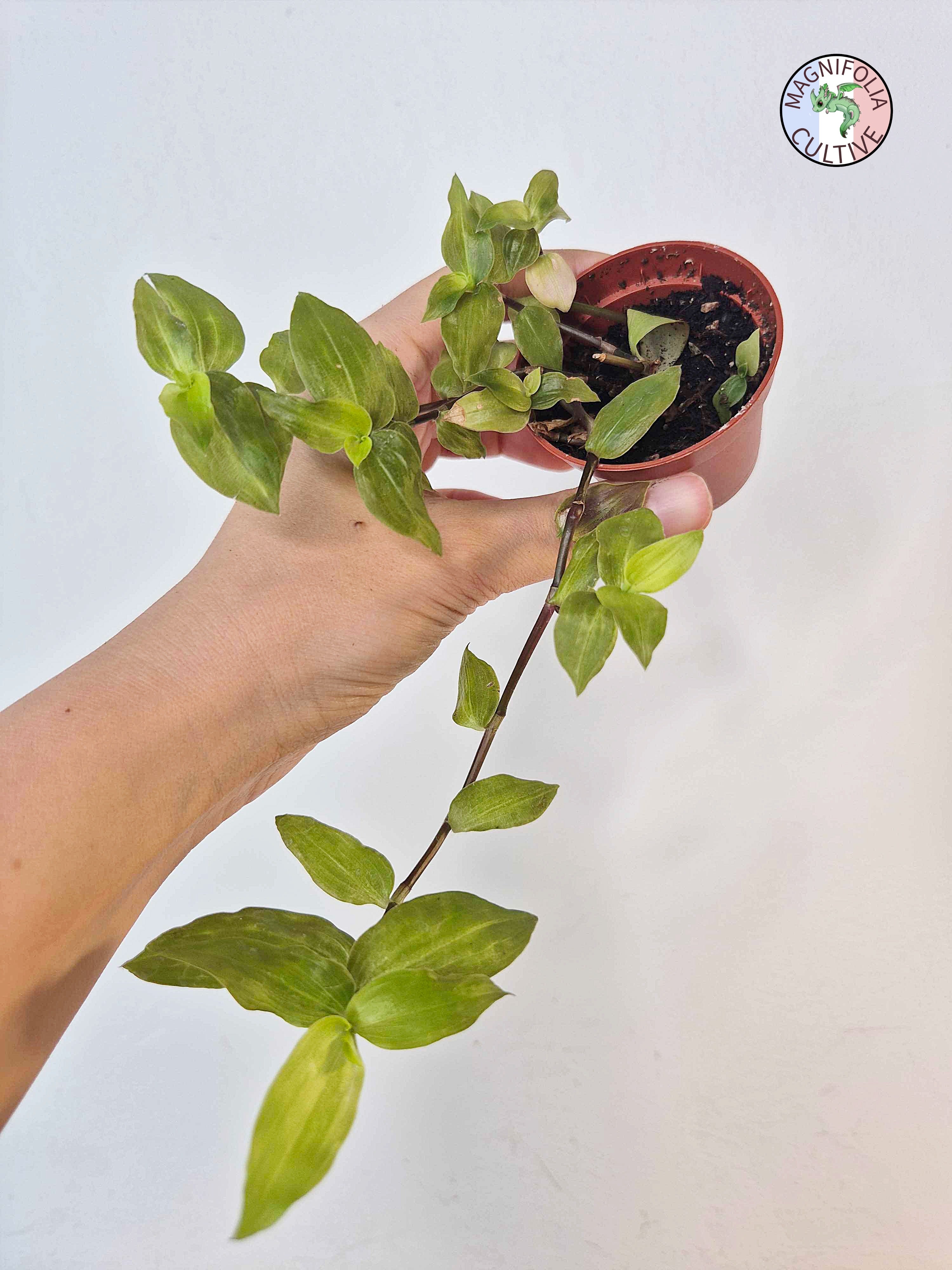 Tradescantia fluminensis