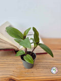 Tradescantia cerinthoides