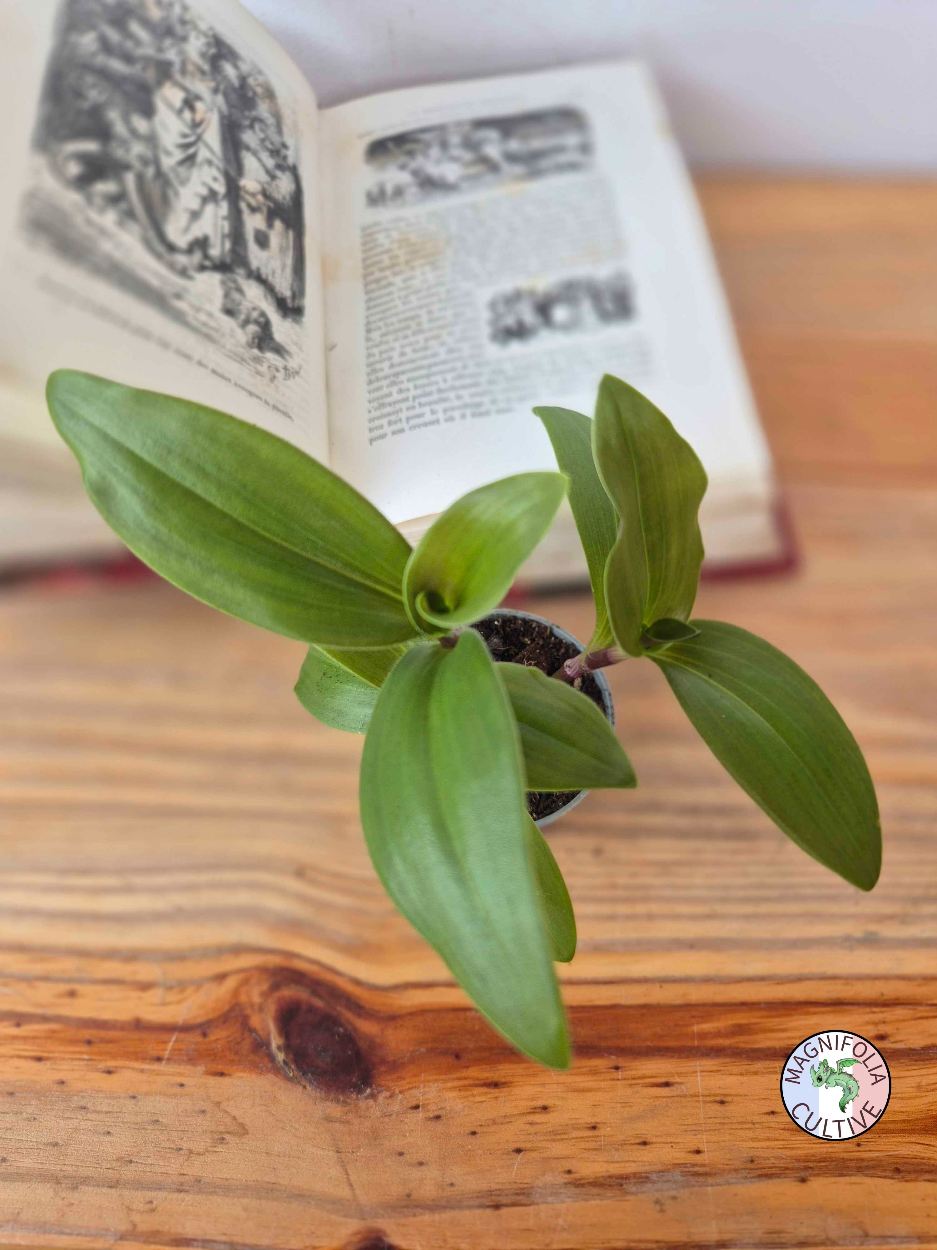 Tradescantia cerinthoides