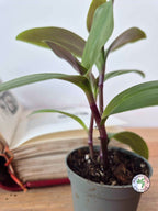Tradescantia cerinthoides