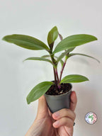 Tradescantia cerinthoides