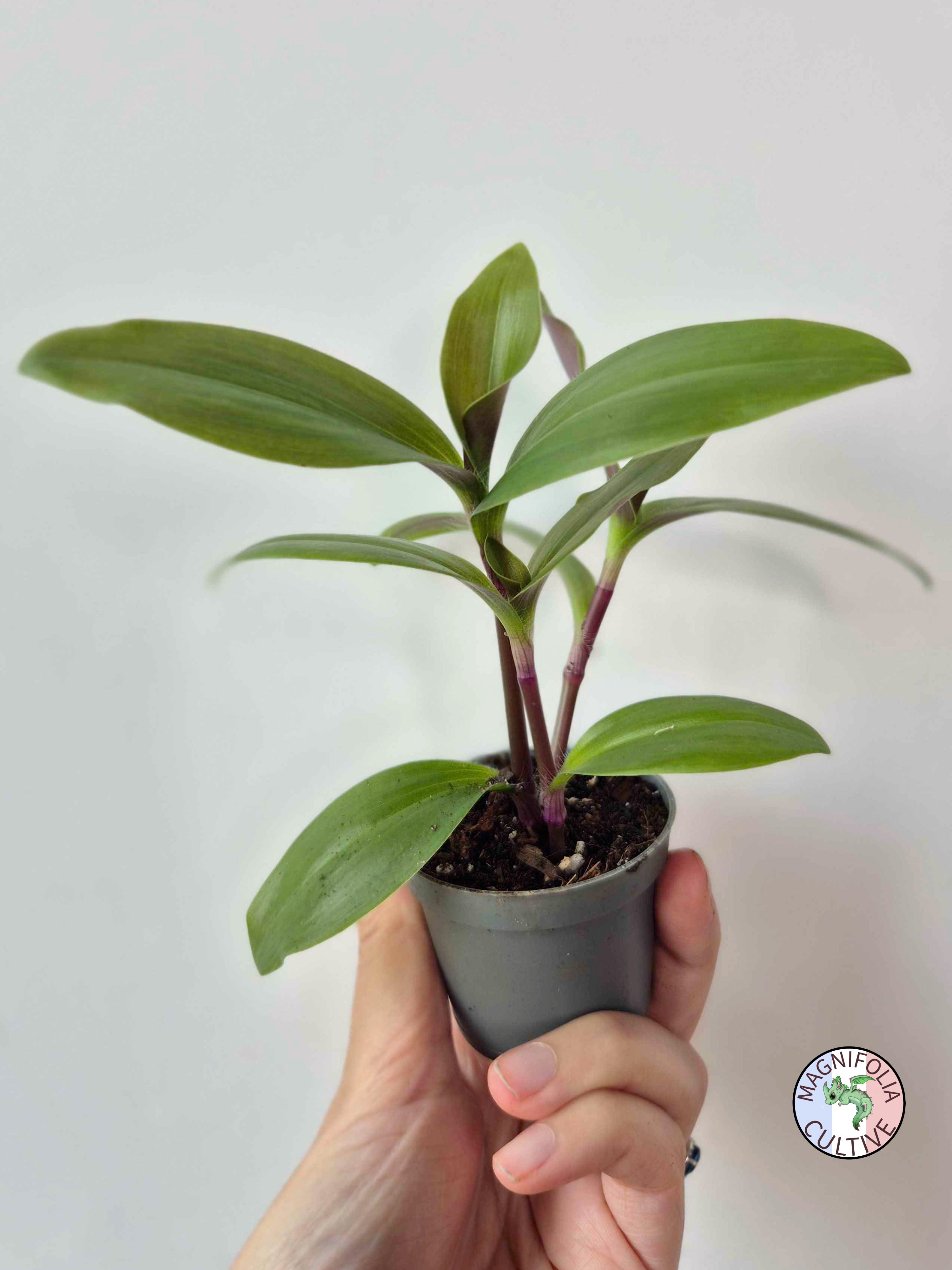 Tradescantia cerinthoides