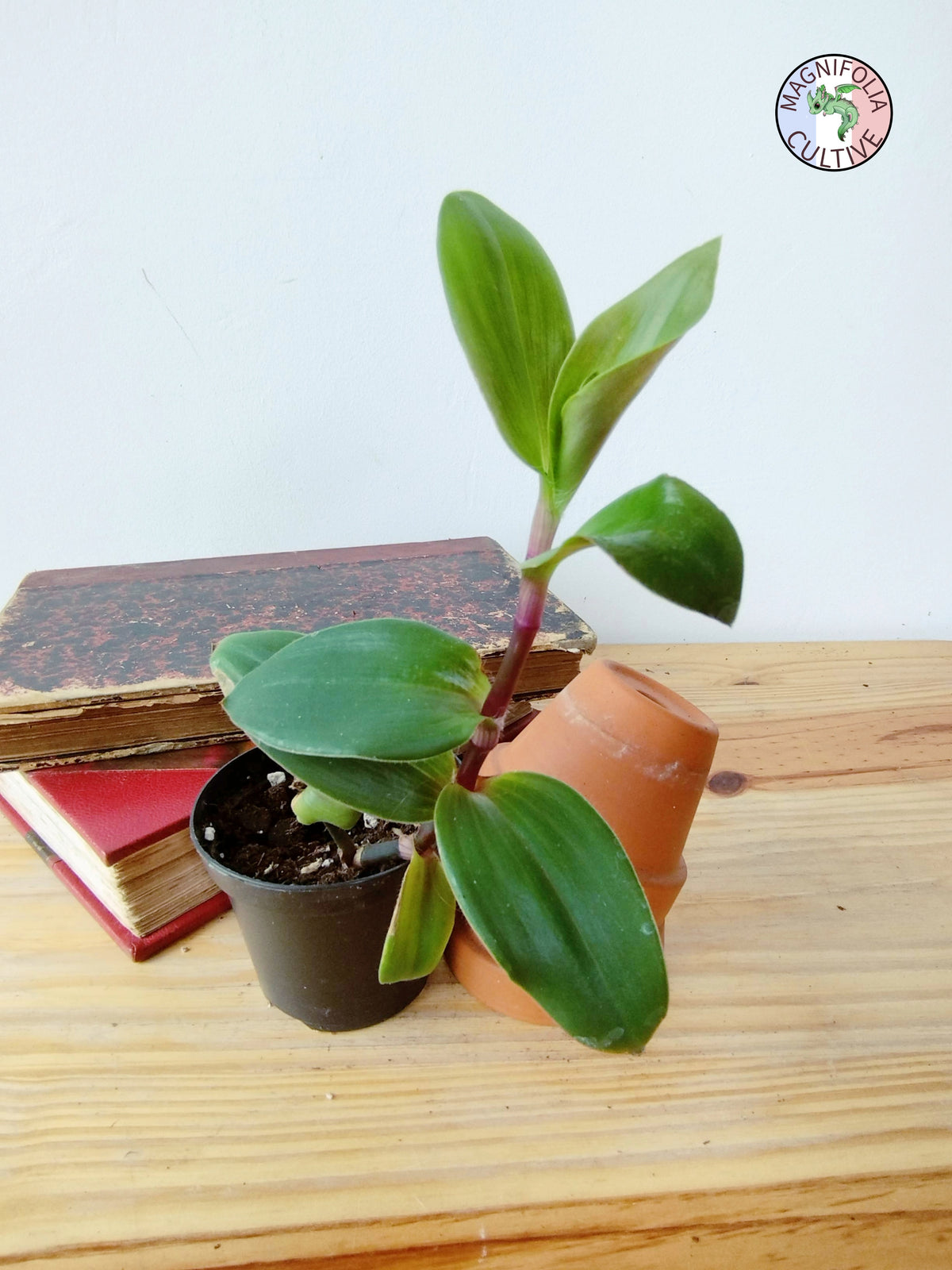 Tradescantia cerinthoides