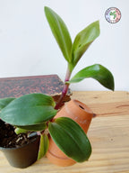 Tradescantia cerinthoides