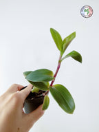 Tradescantia cerinthoides