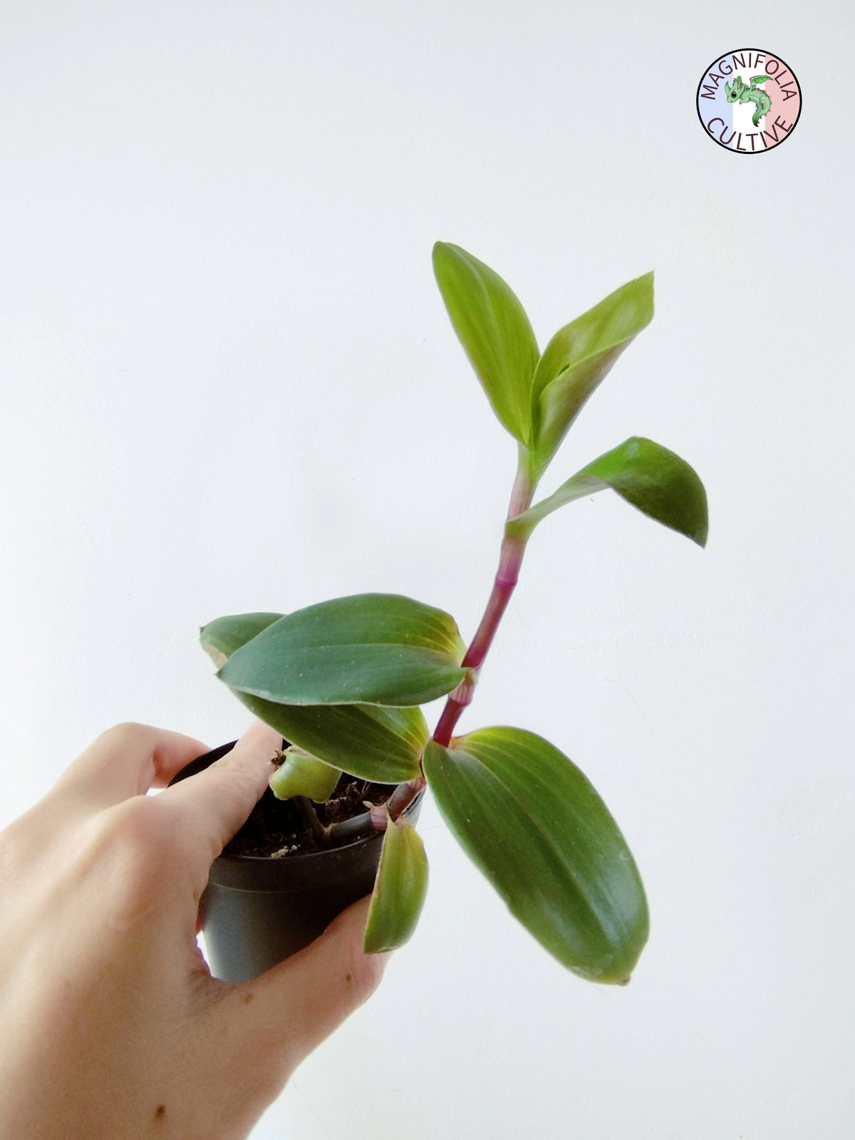 Tradescantia cerinthoides