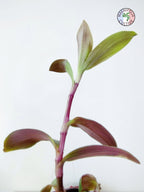 Tradescantia cerinthoides