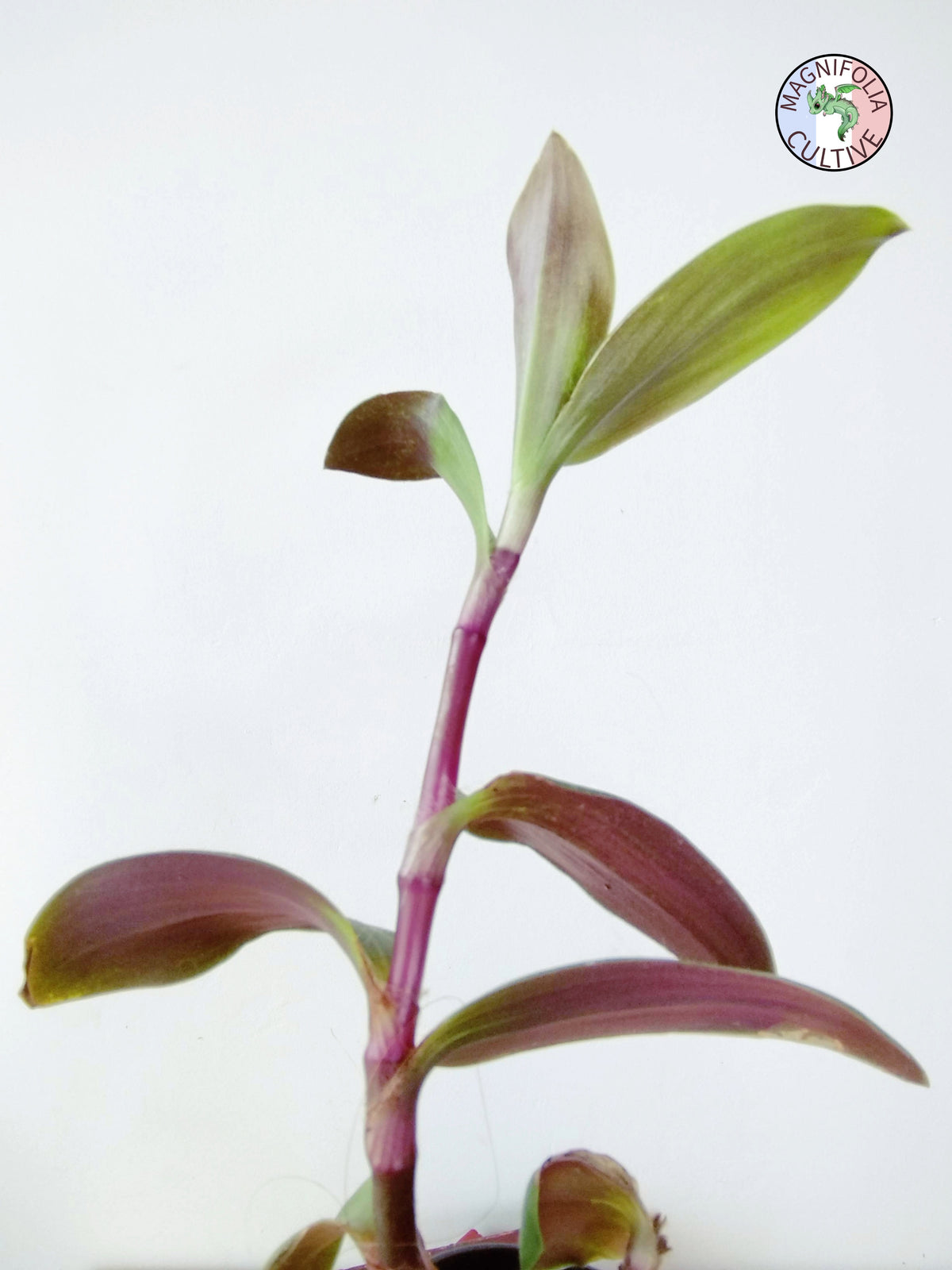 Tradescantia cerinthoides